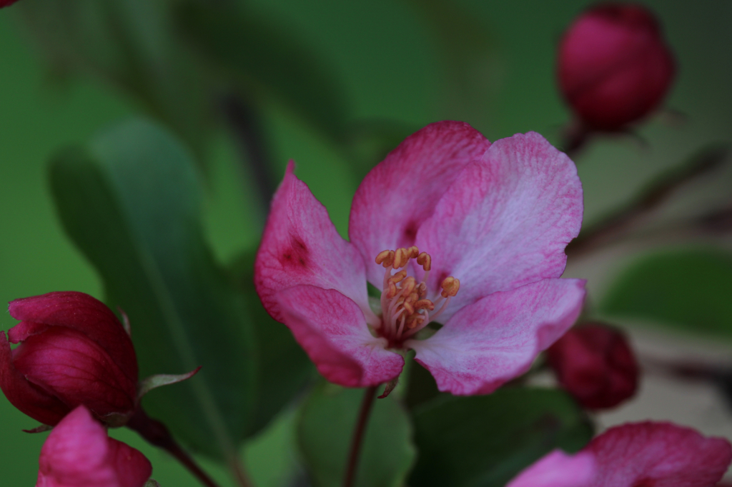 Flowering Tree