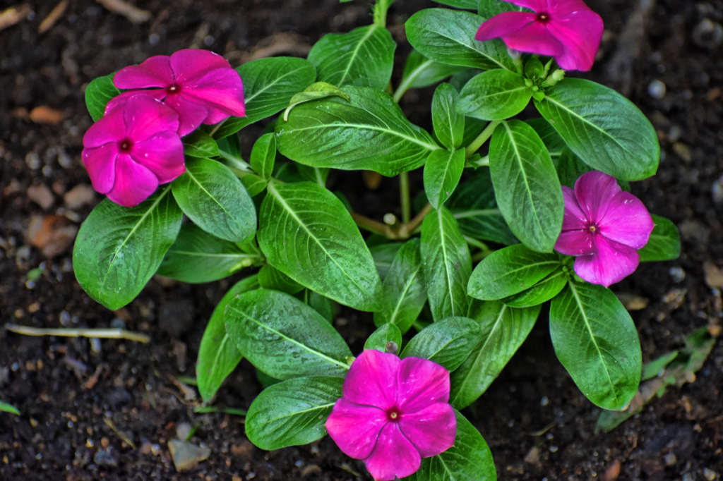 PINK AND GREEN