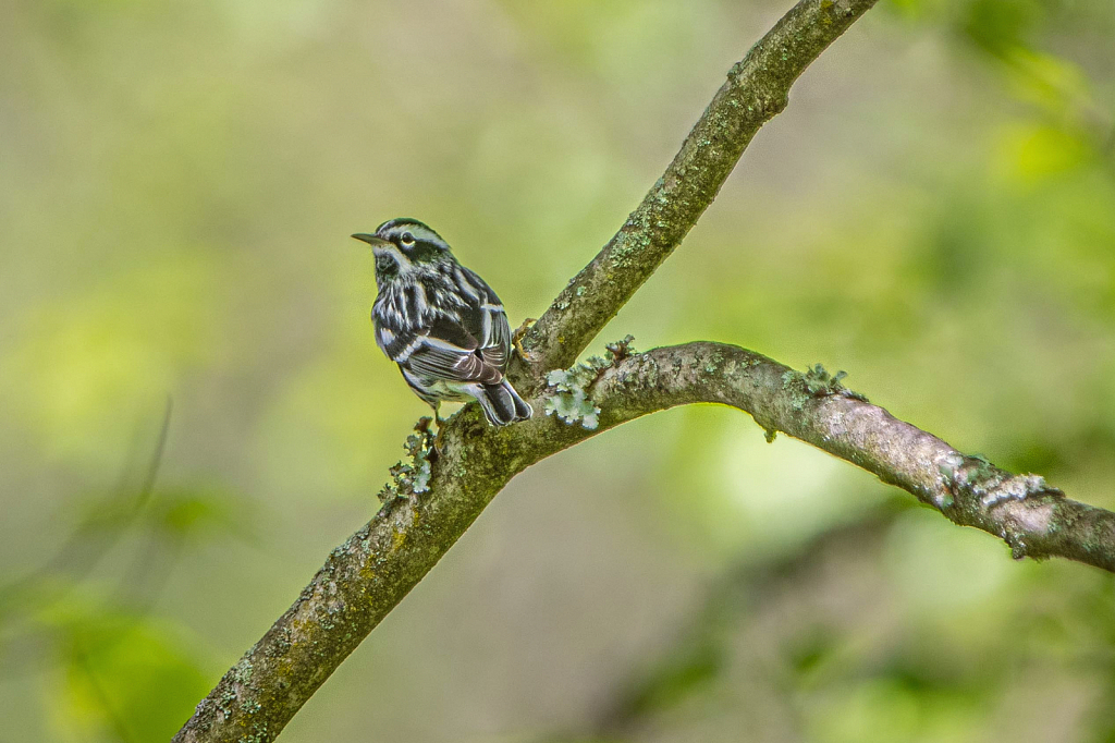 Black and White Warbler