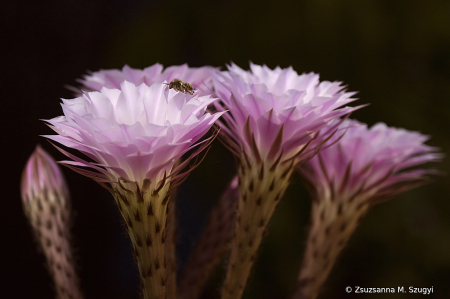 Pink cactus flower