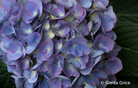 Close Up of part of a Hydrangea Cluster