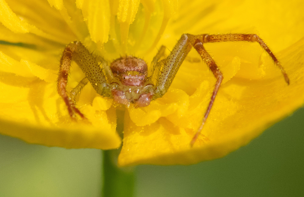 The Craby Crab Spider