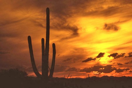 Tucson Sunset