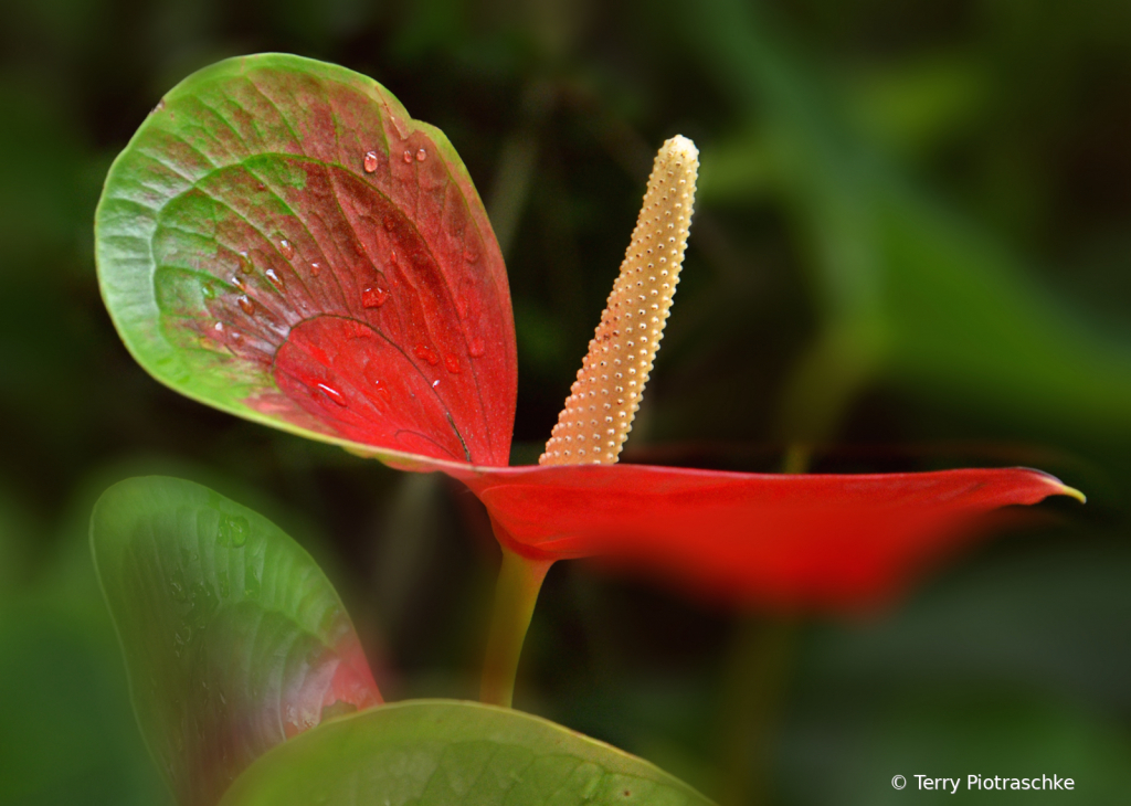 Varigated Anthurium