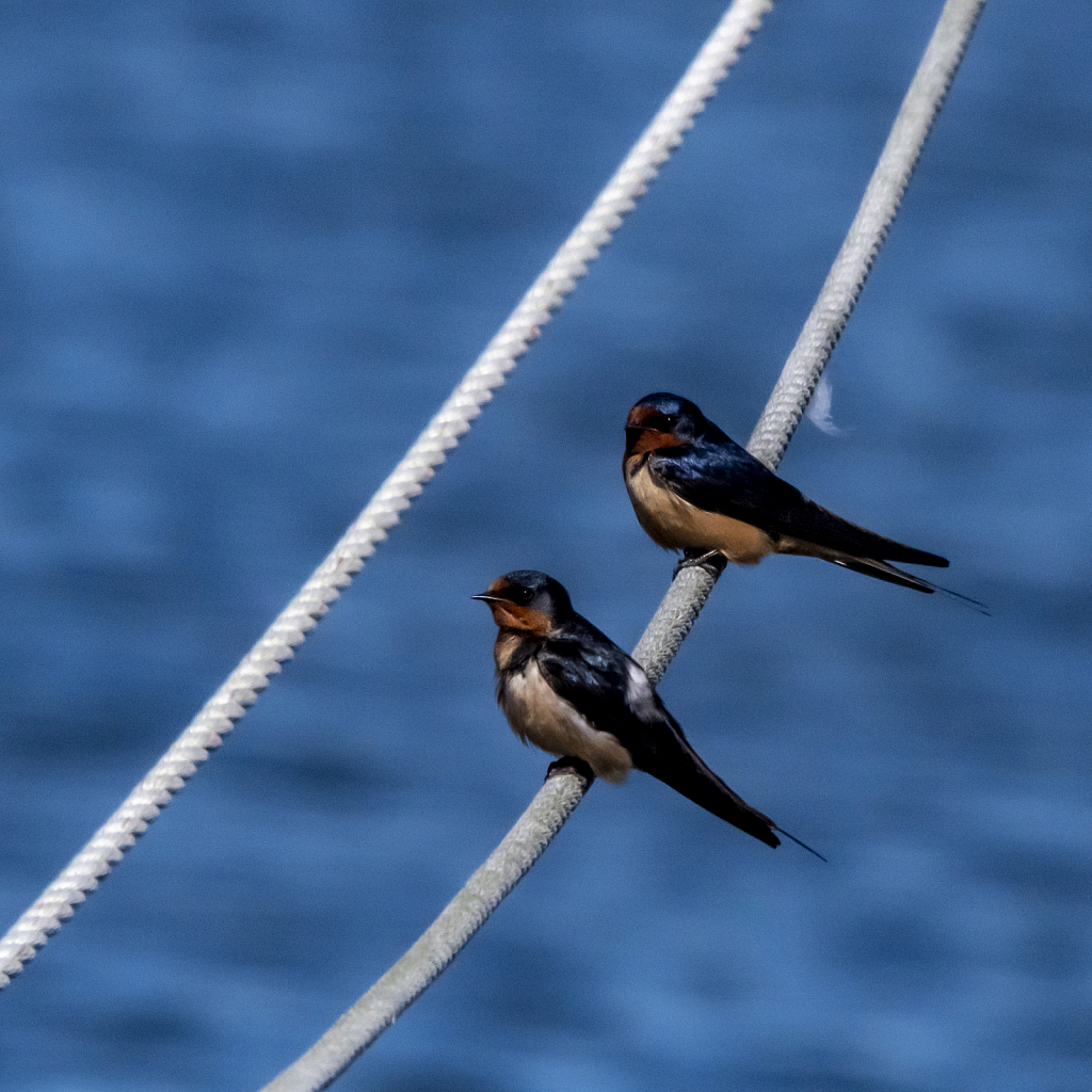 Barn Swallows