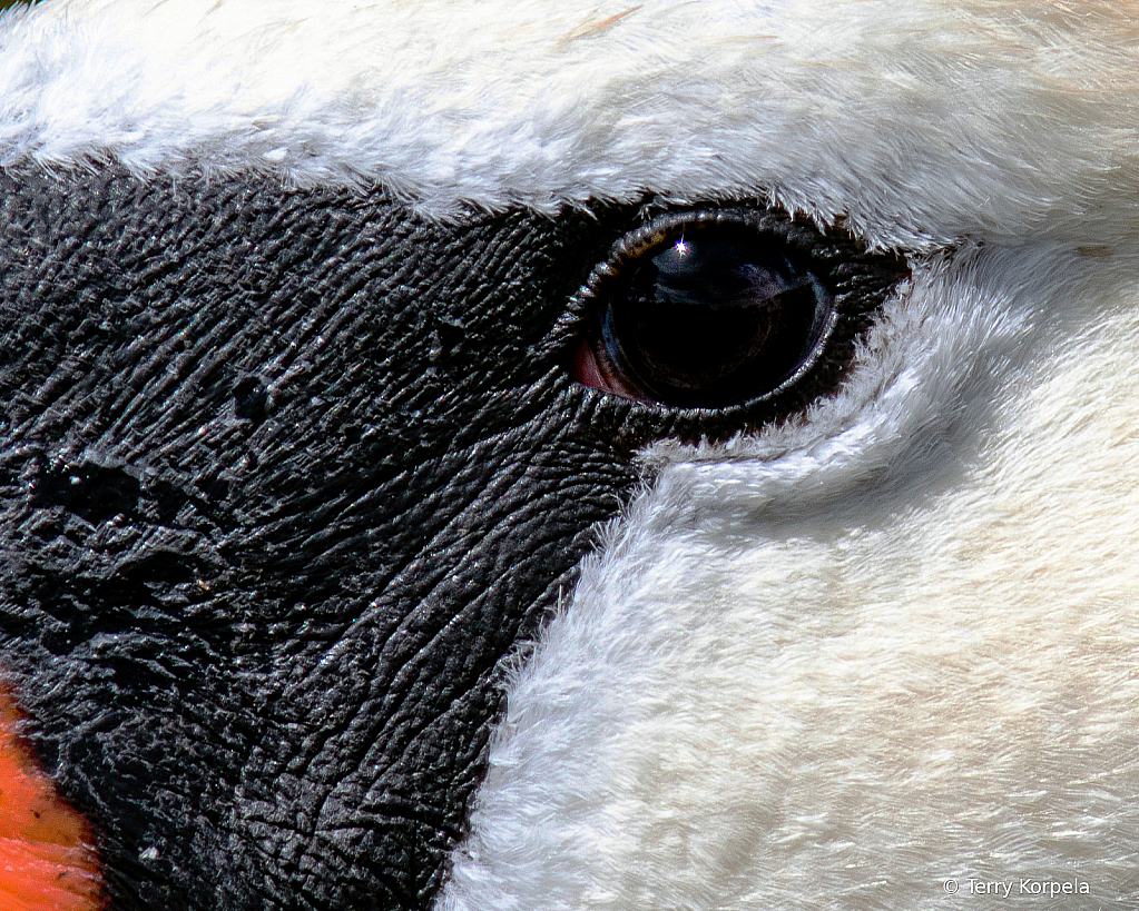 Eye of the Mute Swan