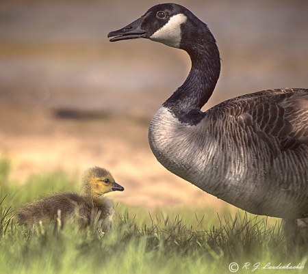 A Mother's Love