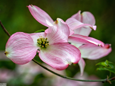 Pink dogwood bloom