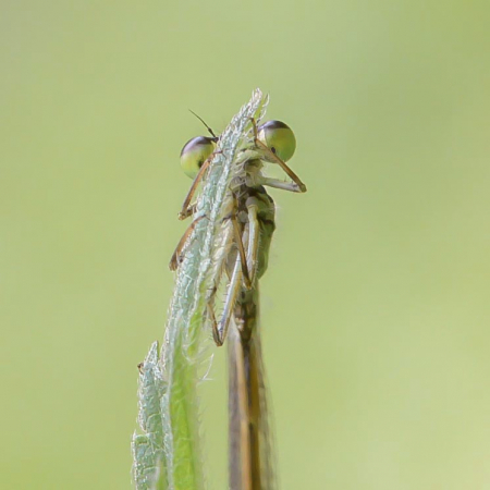 The Shy Damselfly