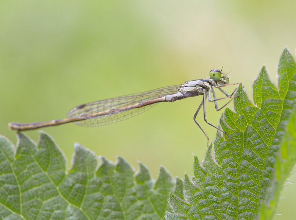 Talking to the Damselfly