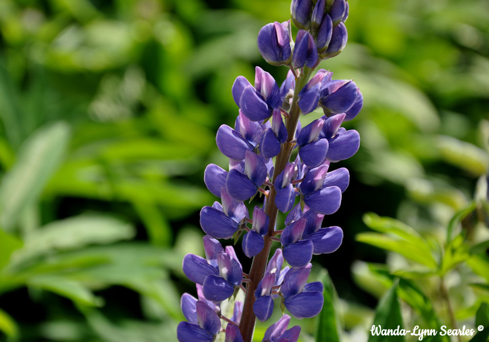 Lupine