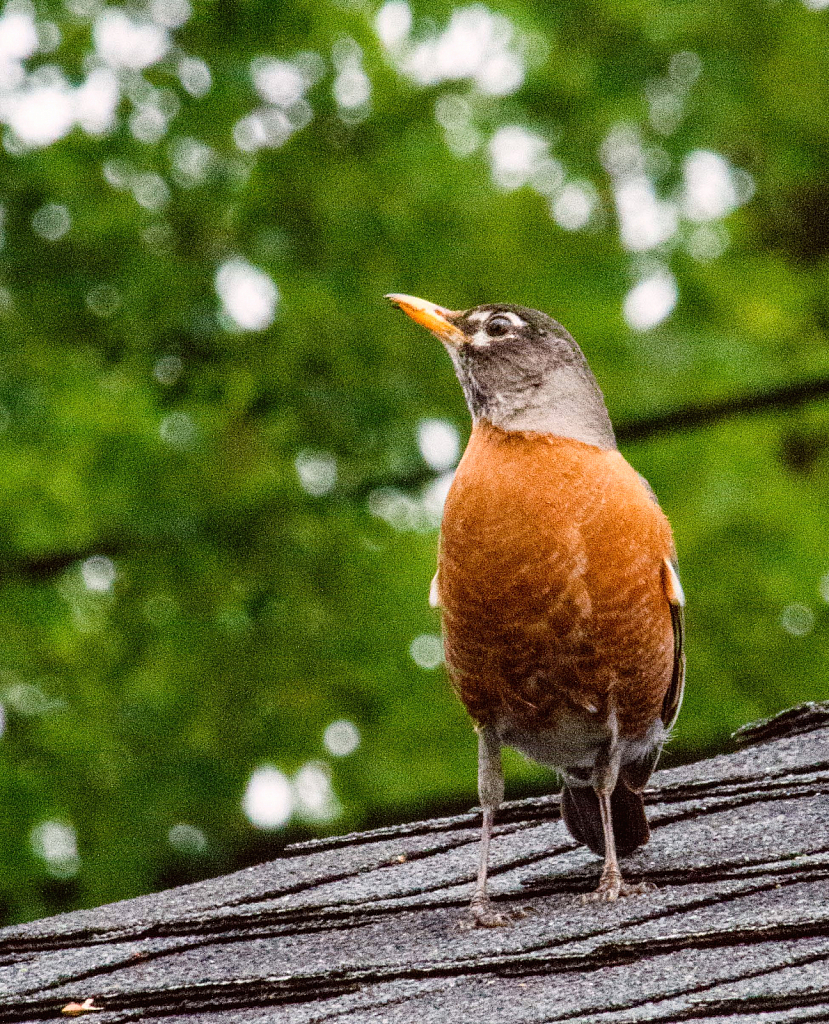 Roof Robin