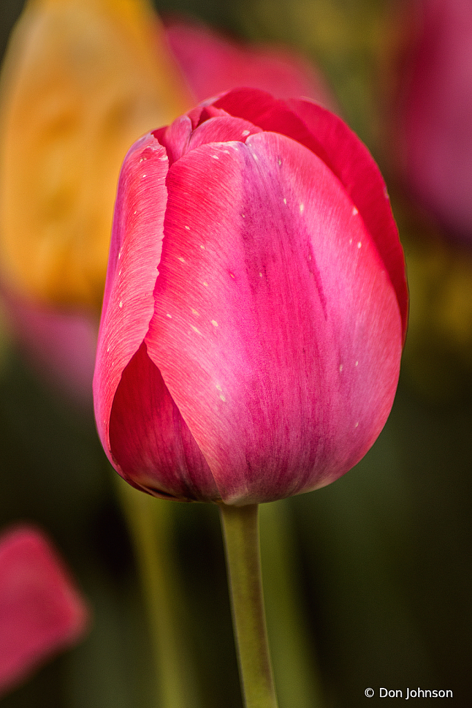 Dark Pink Tulip 4-16-21 136 - ID: 15922364 © Don Johnson