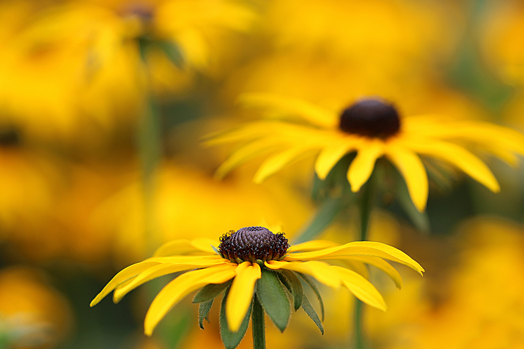 Black-Eyed Susan 4