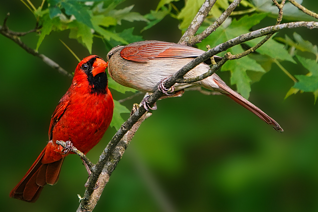 The "Kiss" - ID: 15922414 © Janet Criswell