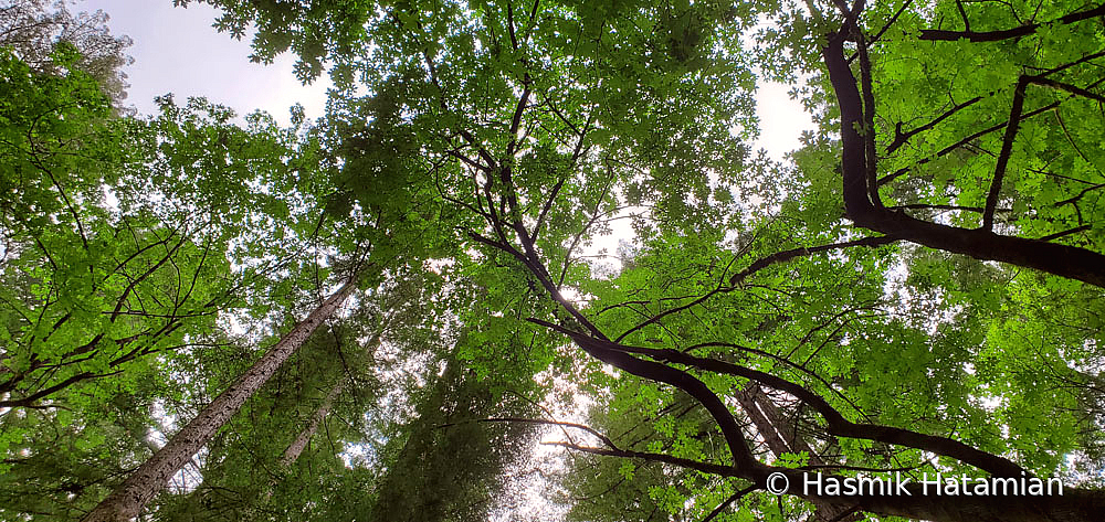 California Redwoods! - ID: 15922477 © Hasmik Hatamian