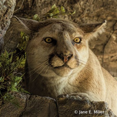 Cougar Portrait