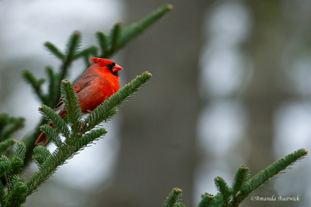 Cardinal in Spruce