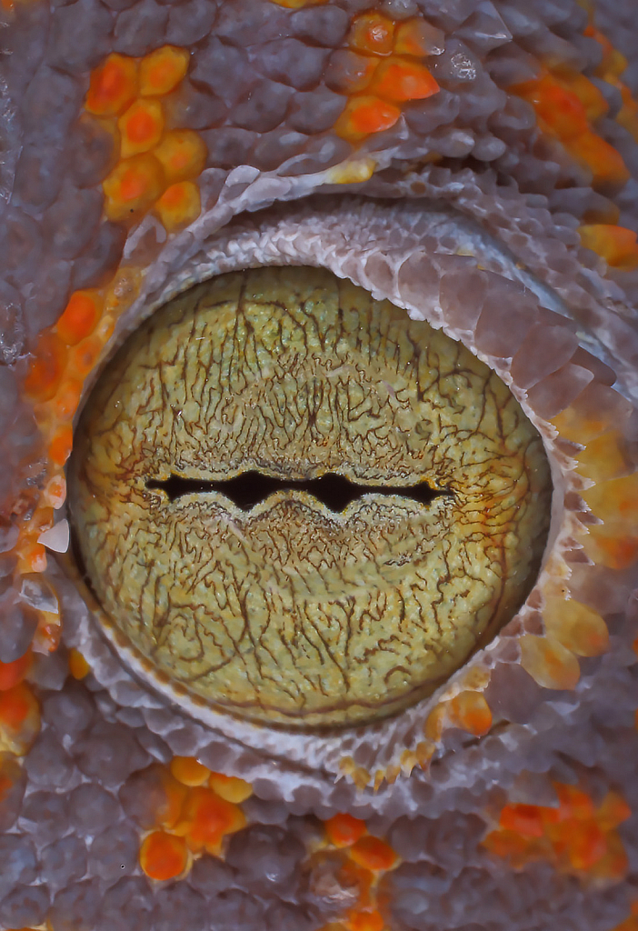 Eye of the Gecko