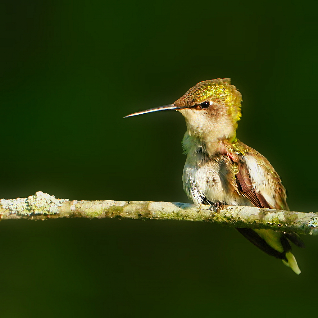 Scratching - ID: 15922830 © Janet Criswell