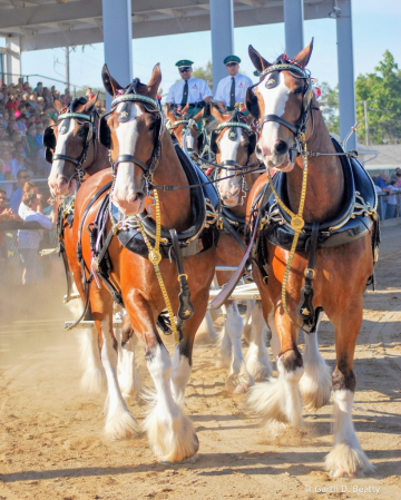 Budwiser Lead Team of Eight