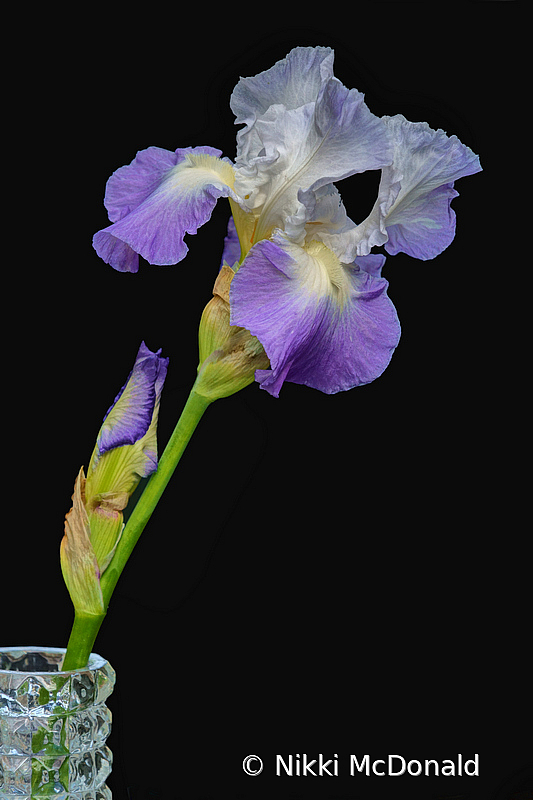 Iris Still Life