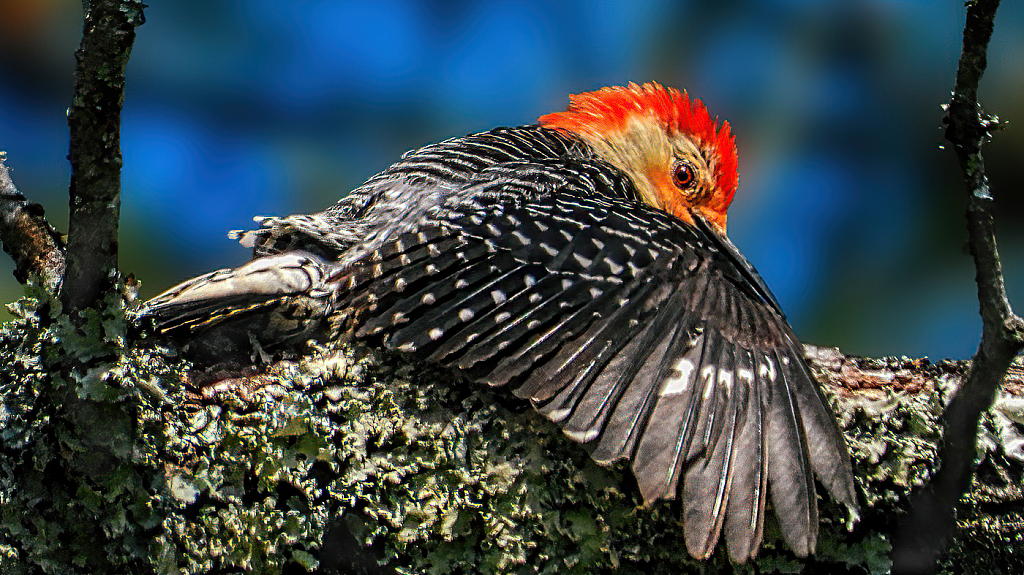 Basking in the Sunlight - ID: 15923221 © Janet Criswell