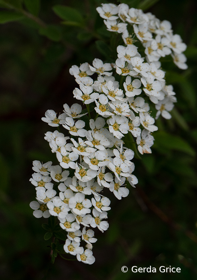 Sweet May Blossoms