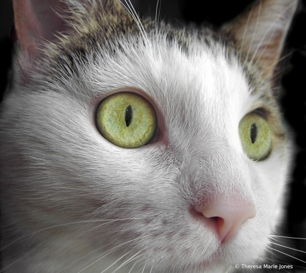 Cat Eyes - ID: 15923351 © Theresa Marie Jones