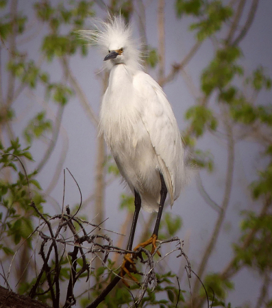 Snowy Egret Perched in a Tree