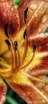 Orange Daylily