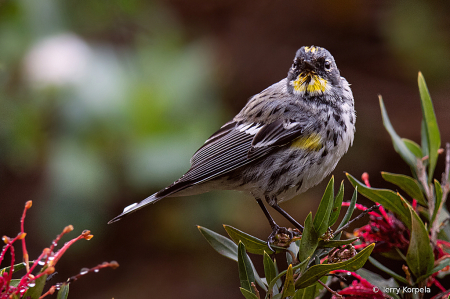 Yellow-rumped Warbler