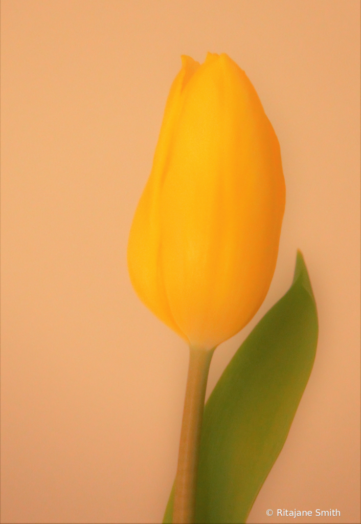 Soft Tulip