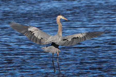 Blue Heron 2