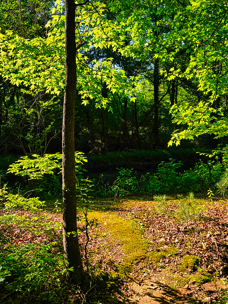 Sunlight and Shadows - ID: 15923508 © Janet Criswell