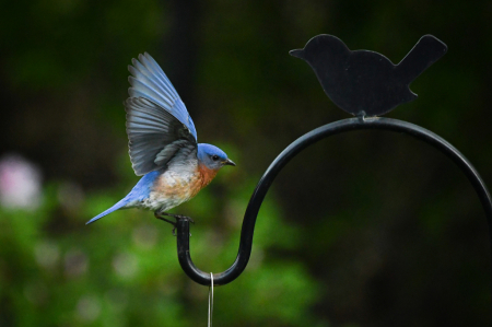 Great Landing