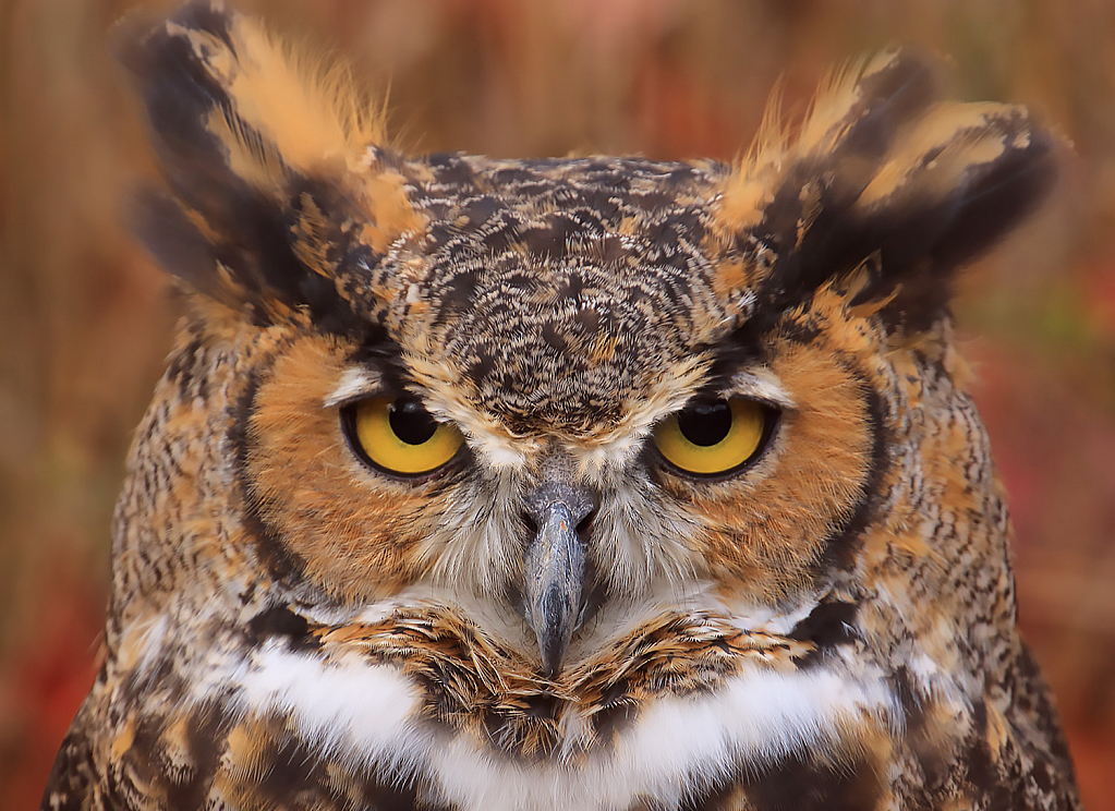 Great Horn Owl Eyes