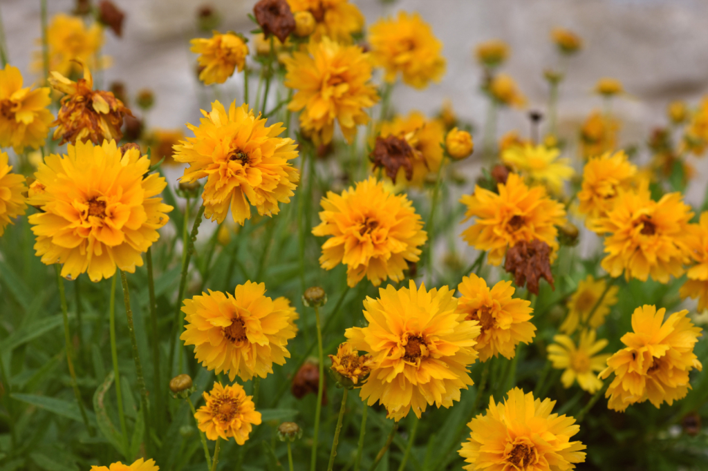 spring flowers