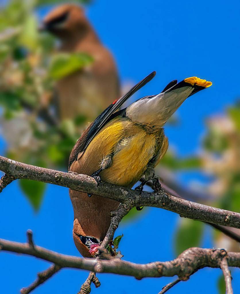 Another View of a Cedar Waxwing