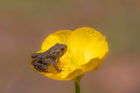 The Toad and the Buttercup