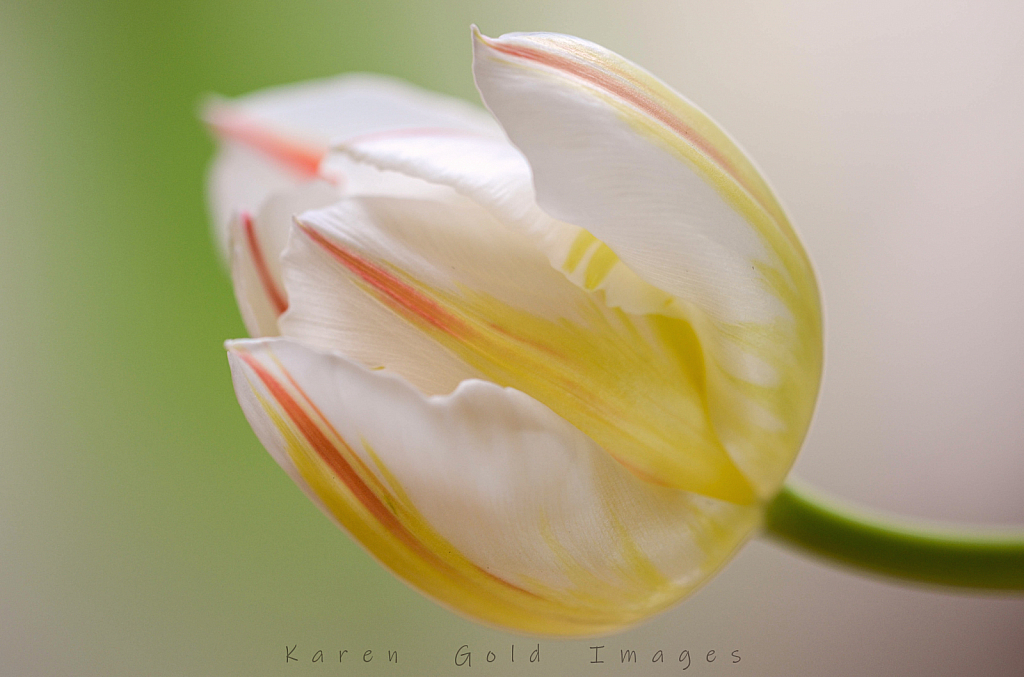 Tulip