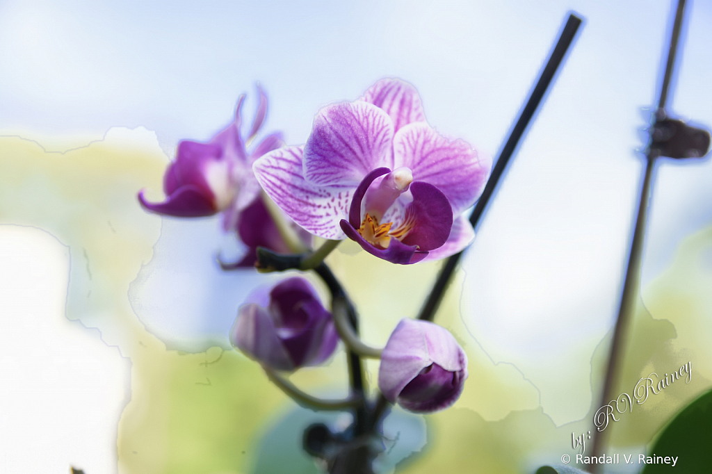 Purple Orchid in bloom