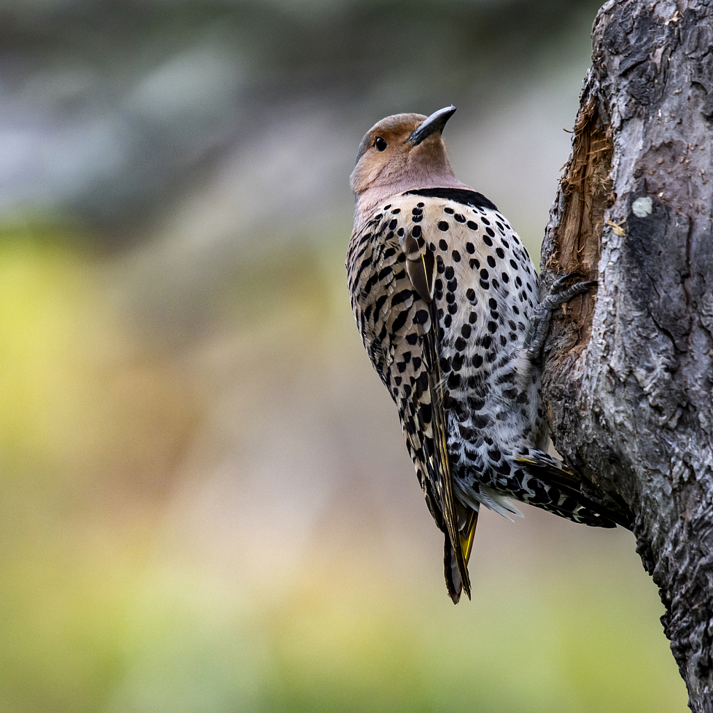 Northern Flicker