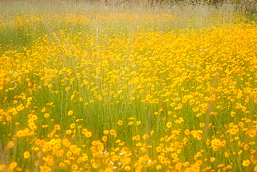 Yellow Ditchflowers