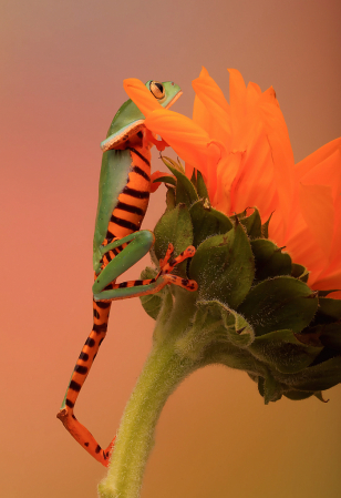 Climbing a Sunflower