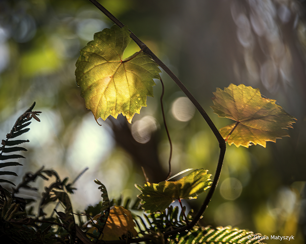 Light through the Leaves - ID: 15924417 © Gloria Matyszyk