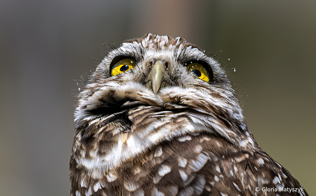 Burrowing Owl - ID: 15924418 © Gloria Matyszyk