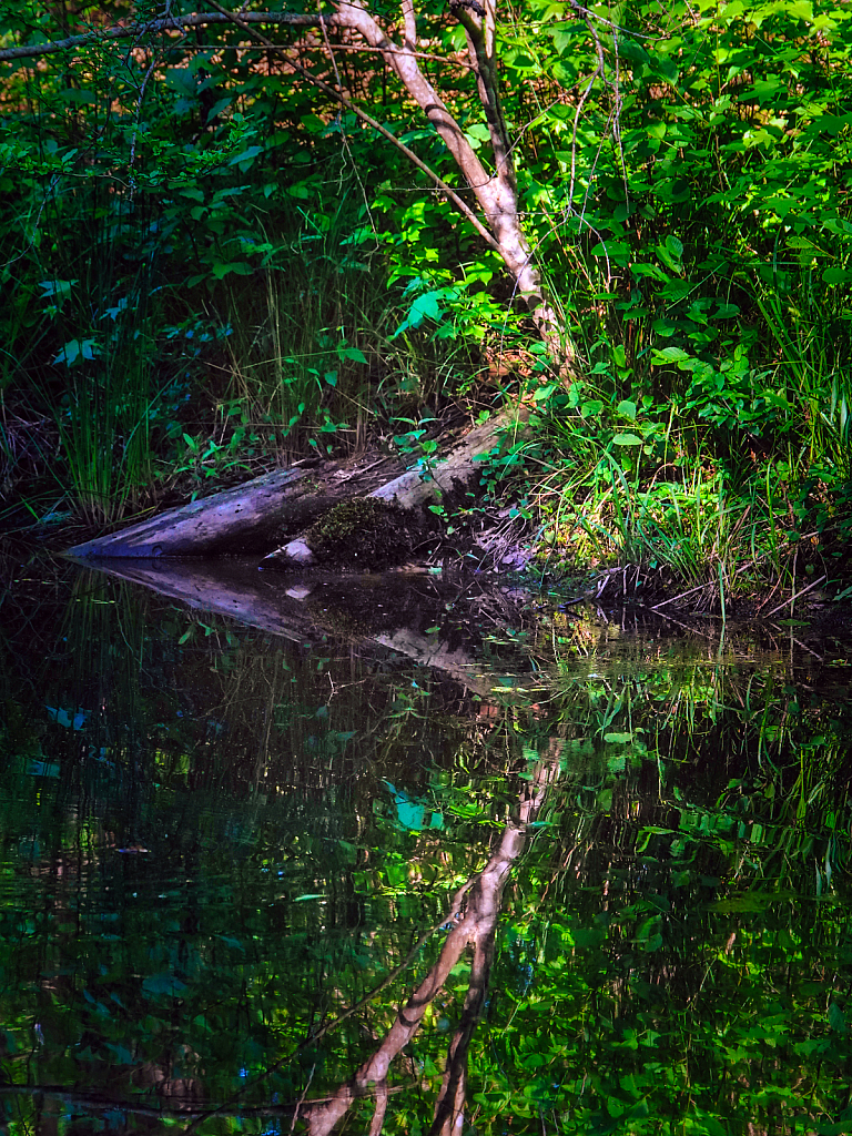 Reflection - ID: 15924333 © Janet Criswell