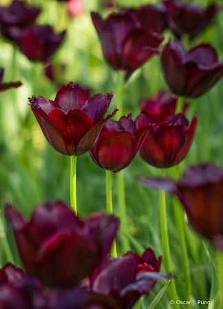 Van Gogh Tulips