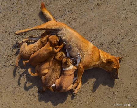 Feeding Time